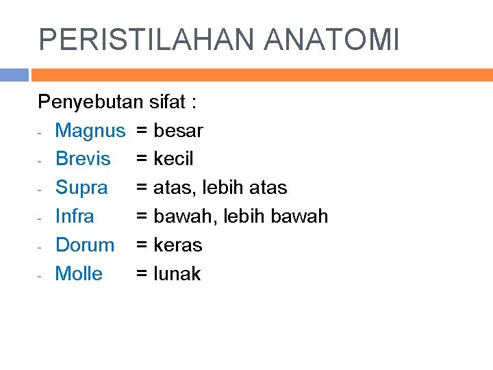 PERISTILAHAN ANATOMI Penyebutan sifat : - Magnus = besar - Brevis = kecil -