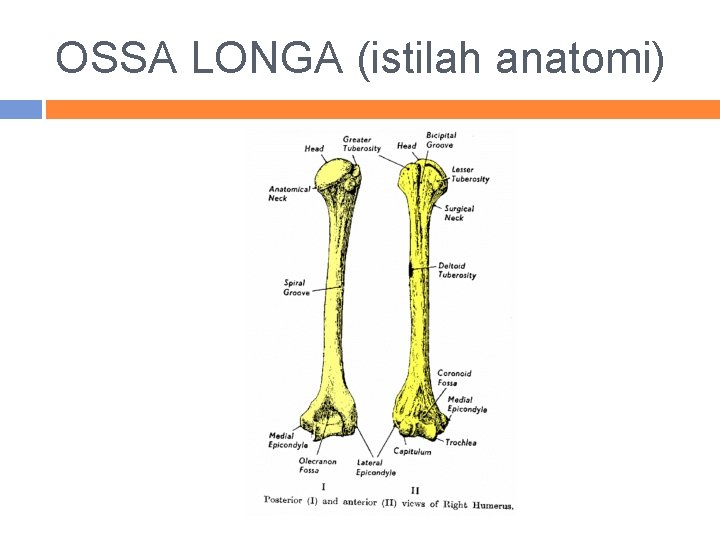 OSSA LONGA (istilah anatomi) 