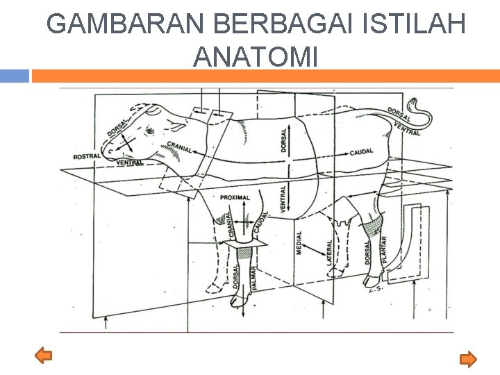 GAMBARAN BERBAGAI ISTILAH ANATOMI 