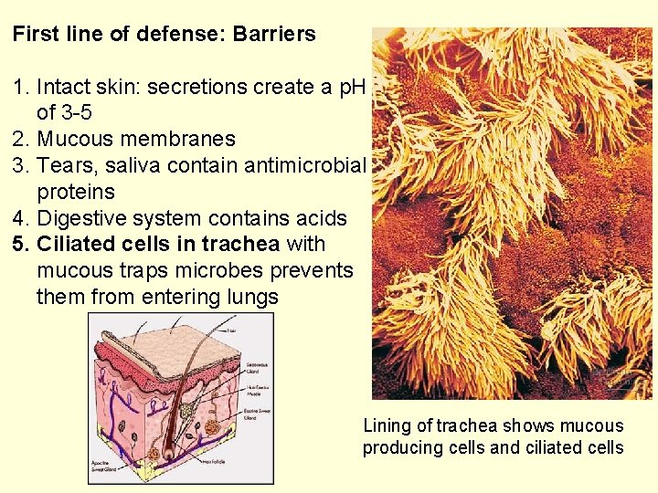 First line of defense: Barriers 1. Intact skin: secretions create a p. H of