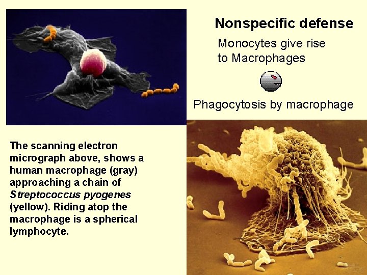 Nonspecific defense Monocytes give rise to Macrophages Phagocytosis by macrophage The scanning electron micrograph