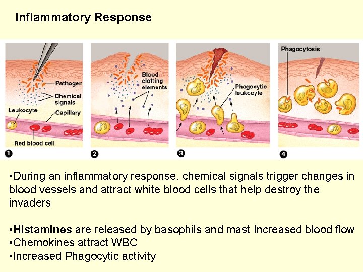 Inflammatory Response • During an inflammatory response, chemical signals trigger changes in blood vessels