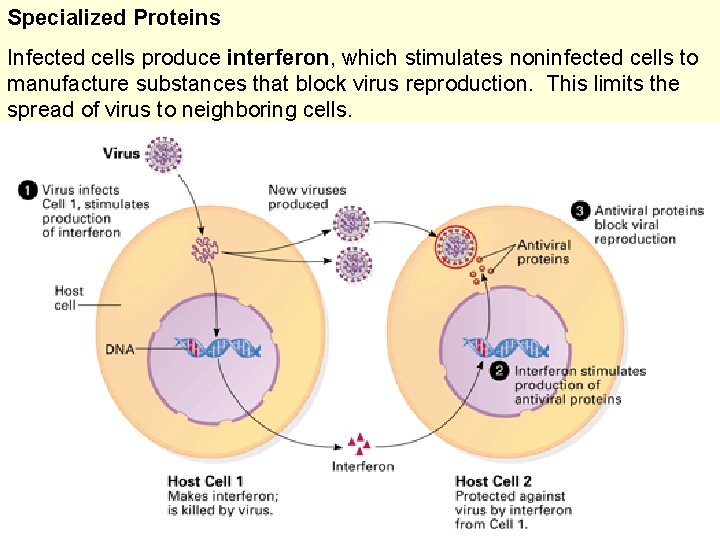Specialized Proteins Infected cells produce interferon, which stimulates noninfected cells to manufacture substances that