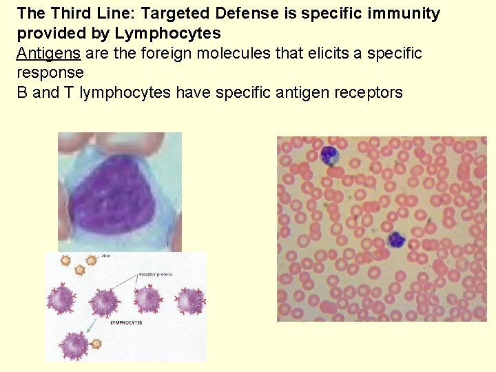 The Third Line: Targeted Defense is specific immunity provided by Lymphocytes Antigens are the