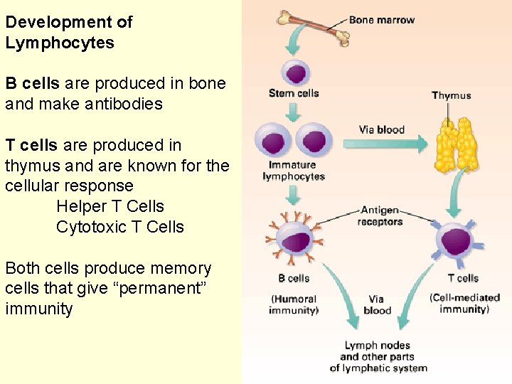 Development of Lymphocytes B cells are produced in bone and make antibodies T cells