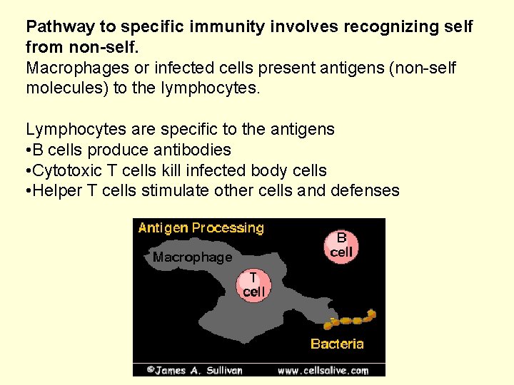 Pathway to specific immunity involves recognizing self from non-self. Macrophages or infected cells present