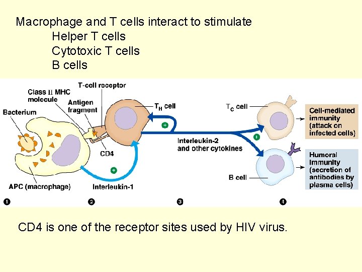 Macrophage and T cells interact to stimulate Helper T cells Cytotoxic T cells B