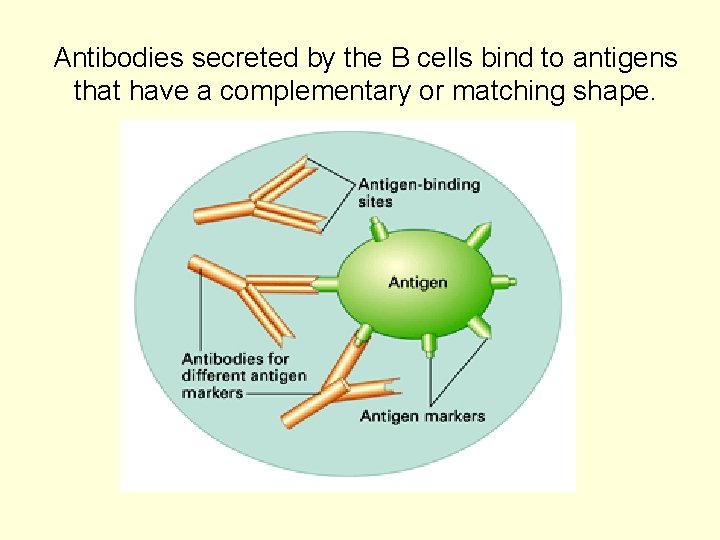 Antibodies secreted by the B cells bind to antigens that have a complementary or