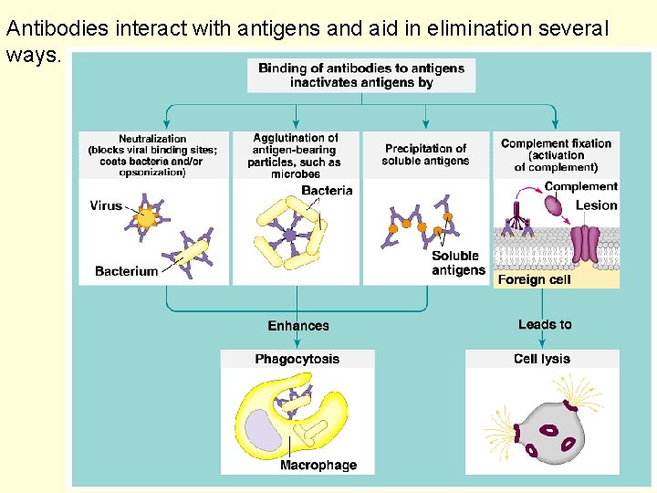 Antibodies interact with antigens and aid in elimination several ways. 