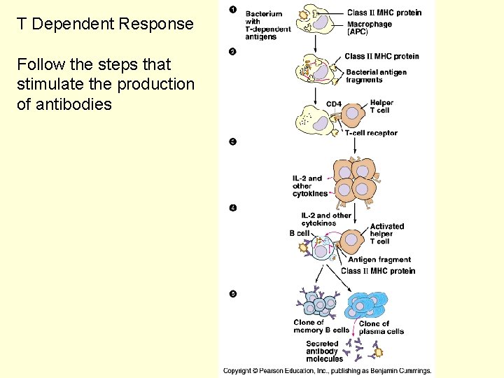 T Dependent Response Follow the steps that stimulate the production of antibodies 