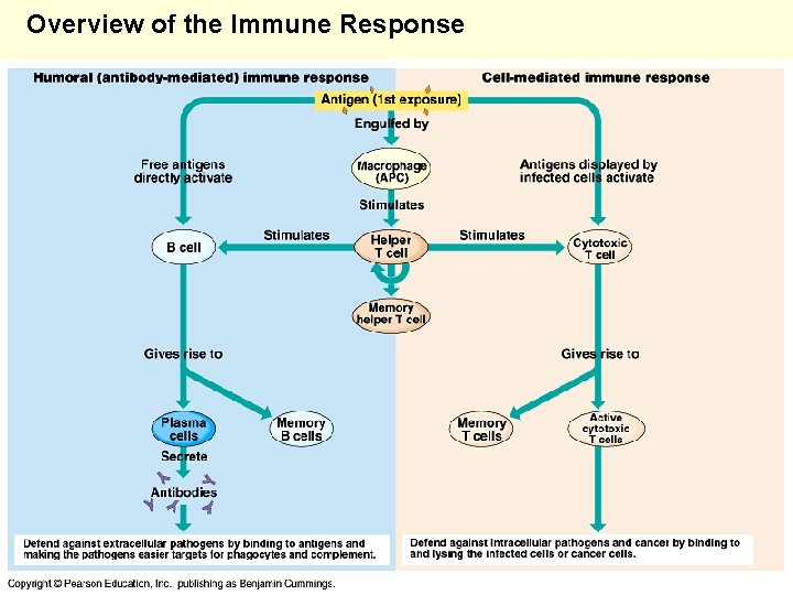 Overview of the Immune Response 