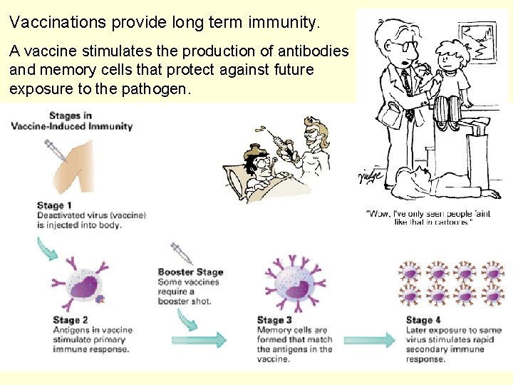 Vaccinations provide long term immunity. A vaccine stimulates the production of antibodies and memory