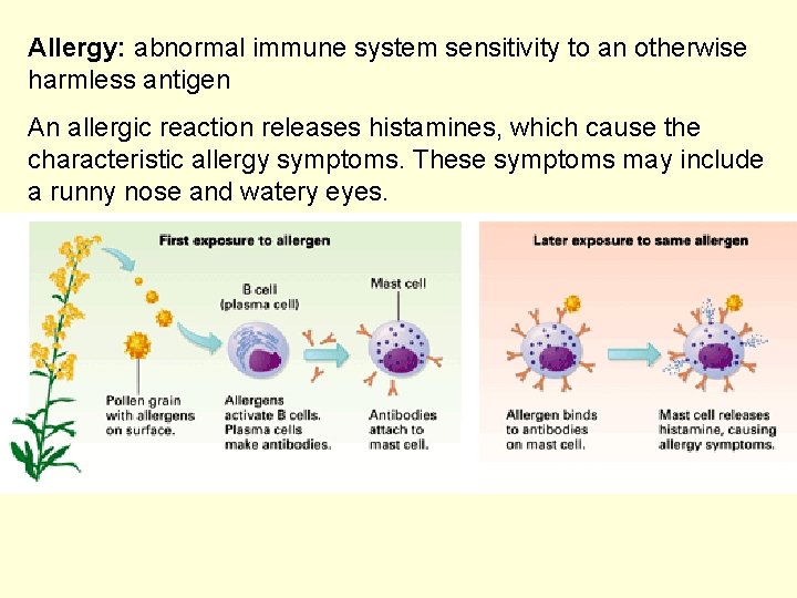 Allergy: abnormal immune system sensitivity to an otherwise harmless antigen An allergic reaction releases