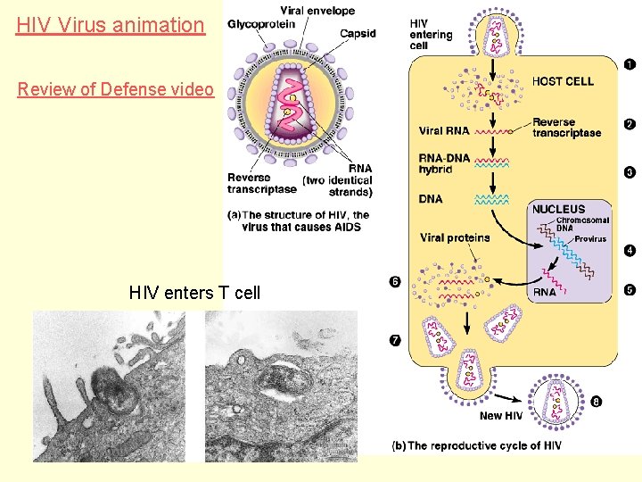HIV Virus animation Review of Defense video HIV enters T cell 