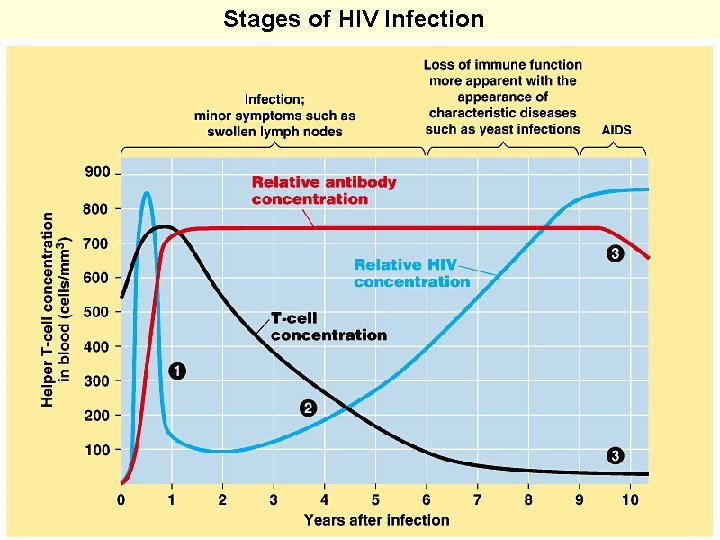 Stages of HIV Infection 