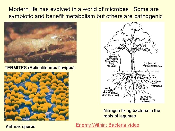 Modern life has evolved in a world of microbes. Some are symbiotic and benefit