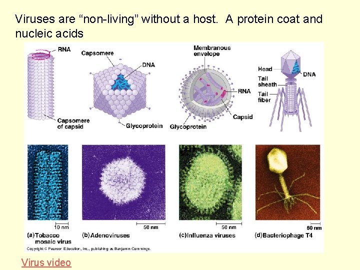Viruses are “non-living” without a host. A protein coat and nucleic acids Virus video