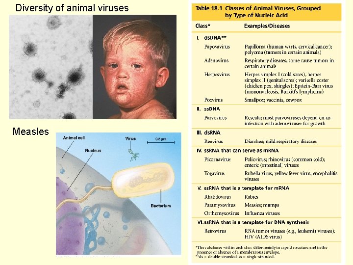Diversity of animal viruses Measles 
