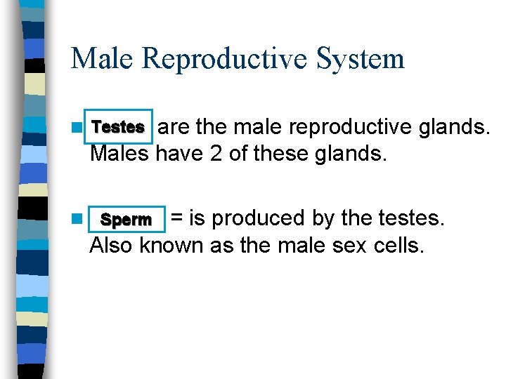 Male Reproductive System are the male reproductive glands. Males have 2 of these glands.