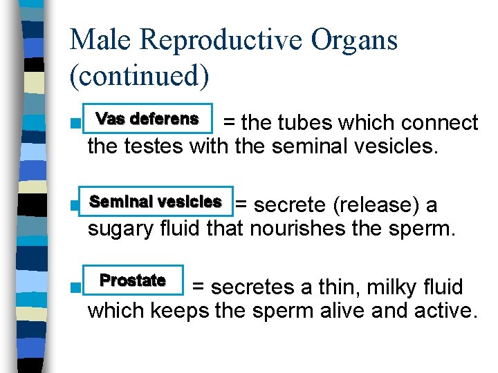 Male Reproductive Organs (continued) n Vas deferens = the tubes which connect the testes