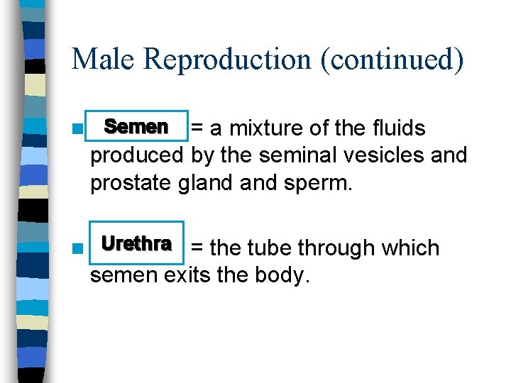 Male Reproduction (continued) n = a mixture of the fluids produced by the seminal