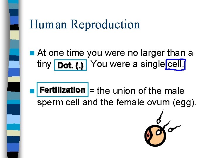 Human Reproduction n At one time you were no larger than a tiny Dot.