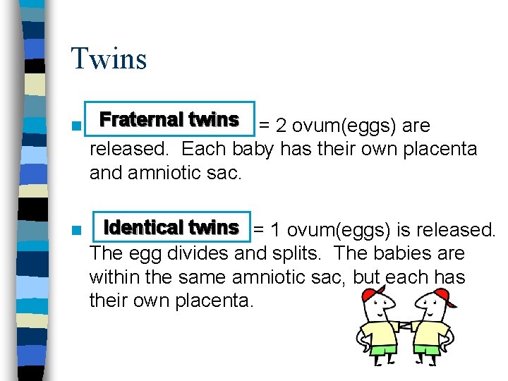Twins n n Fraternal twins = 2 ovum(eggs) are released. Each baby has their