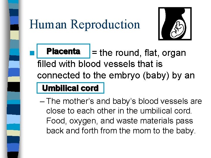 Human Reproduction n Placenta = the round, flat, organ filled with blood vessels that