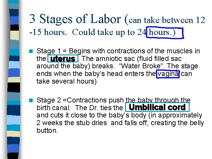 3 Stages of Labor (can take between 12 -15 hours. Could take up to
