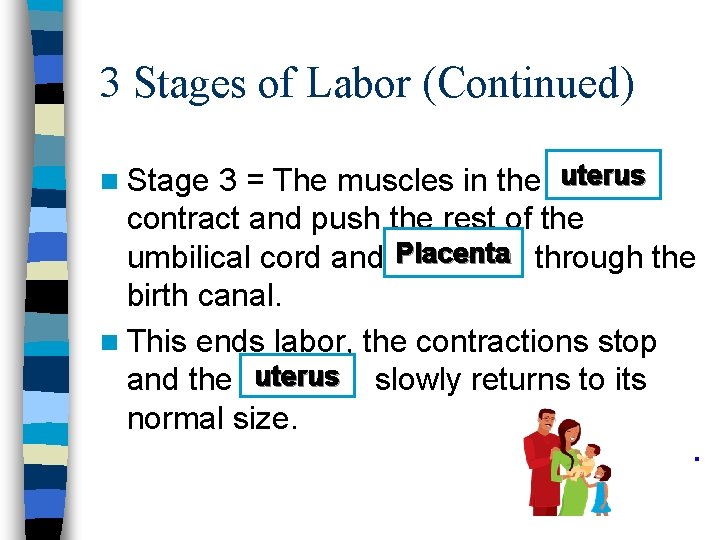 3 Stages of Labor (Continued) 3 = The muscles in the uterus contract and