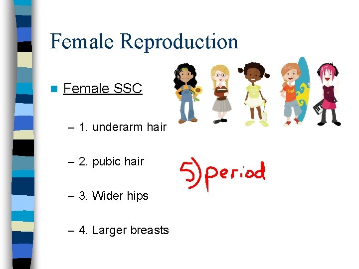 Female Reproduction n Female SSC – 1. underarm hair – 2. pubic hair –