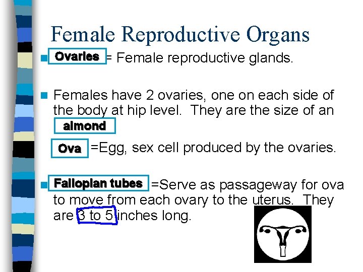 Female Reproductive Organs n Ovaries n = Female reproductive glands. Females have 2 ovaries,
