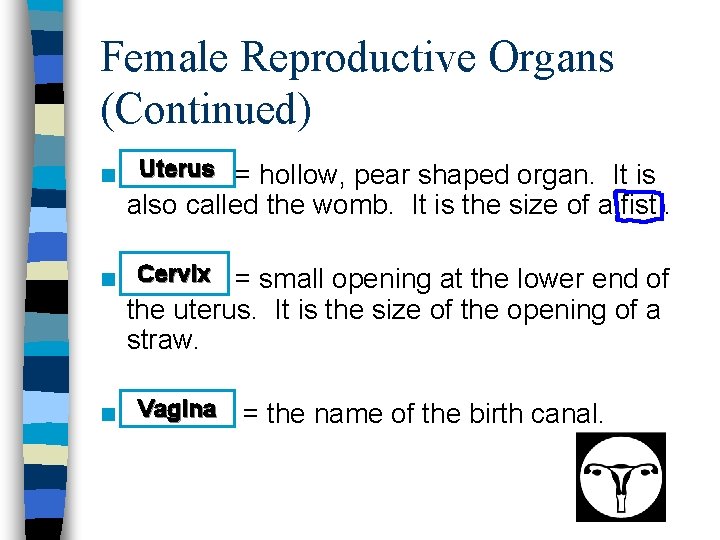 Female Reproductive Organs (Continued) n Uterus = hollow, pear shaped organ. It is also