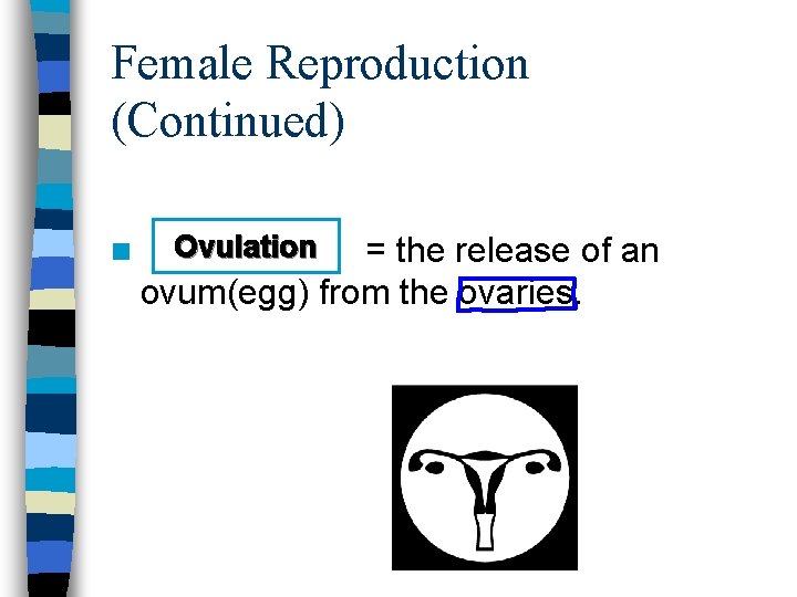 Female Reproduction (Continued) n Ovulation = the release of an ovum(egg) from the ovaries.