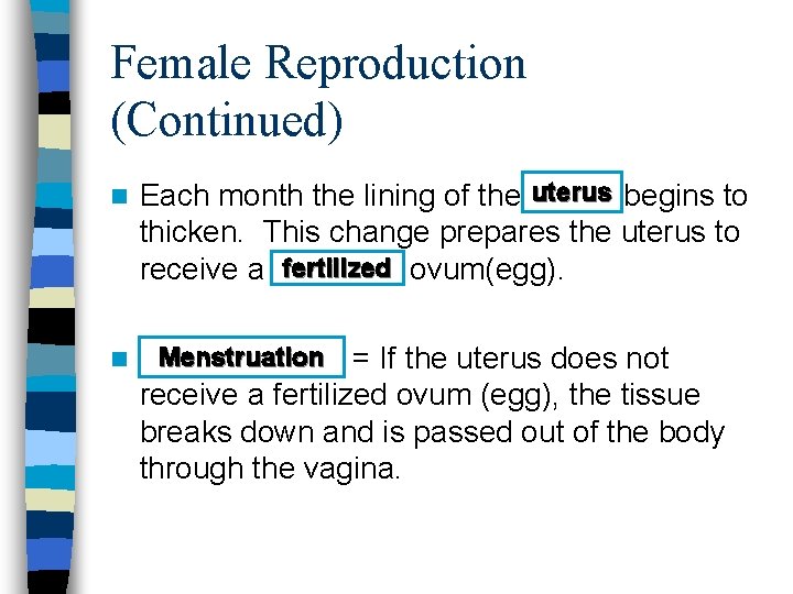 Female Reproduction (Continued) n Each month the lining of the uterus begins to thicken.