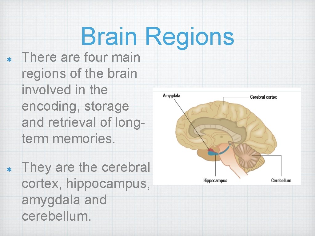 Brain Regions There are four main regions of the brain involved in the encoding,