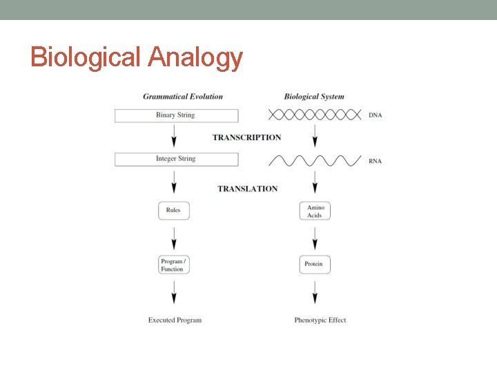 Biological Analogy 