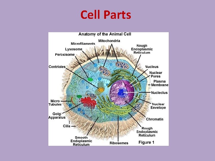 Cell Parts 