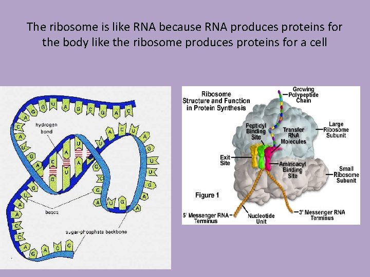 The ribosome is like RNA because RNA produces proteins for the body like the