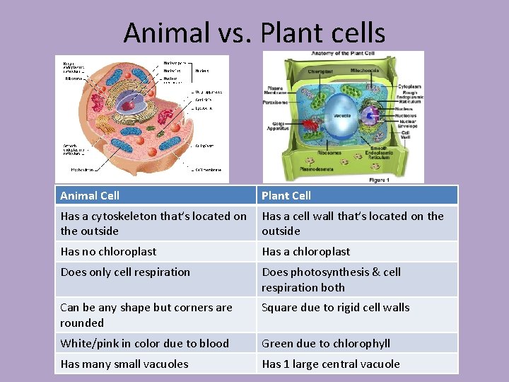 Animal vs. Plant cells Animal Cell Plant Cell Has a cytoskeleton that’s located on