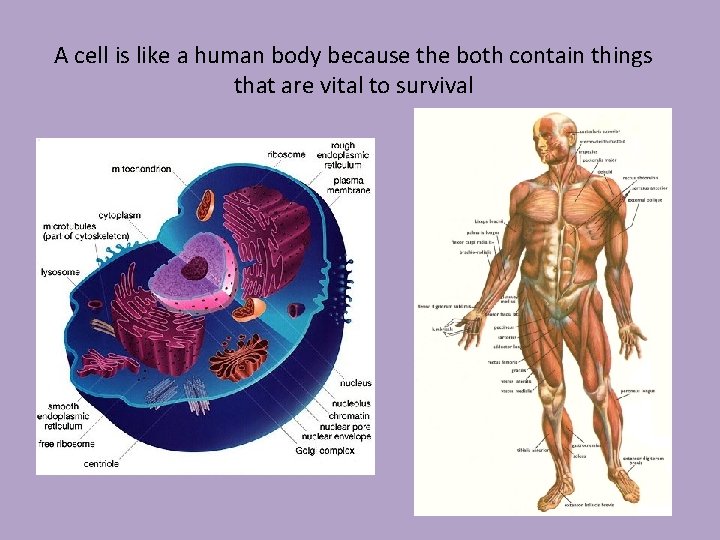 A cell is like a human body because the both contain things that are