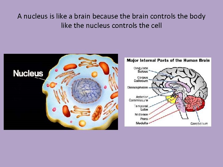 A nucleus is like a brain because the brain controls the body like the