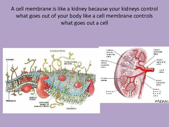 A cell membrane is like a kidney because your kidneys control what goes out