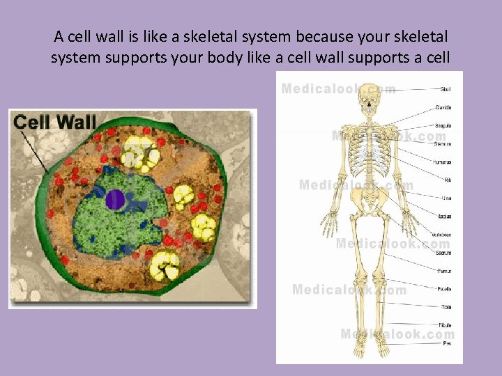 A cell wall is like a skeletal system because your skeletal system supports your