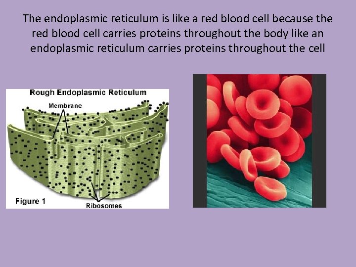 The endoplasmic reticulum is like a red blood cell because the red blood cell