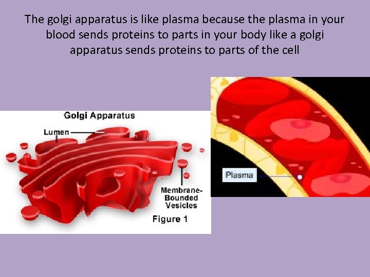 The golgi apparatus is like plasma because the plasma in your blood sends proteins