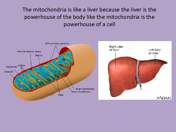 The mitochondria is like a liver because the liver is the powerhouse of the