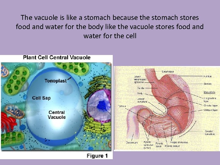 The vacuole is like a stomach because the stomach stores food and water for