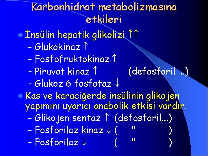 Karbonhidrat metabolizmasına etkileri l İnsülin hepatik glikolizi – Glukokinaz – Fosfofruktokinaz – Piruvat kinaz