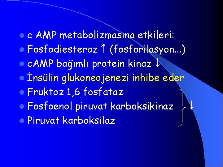 lc AMP metabolizmasına etkileri: l Fosfodiesteraz (fosforilasyon. . . ) l c. AMP bağımlı
